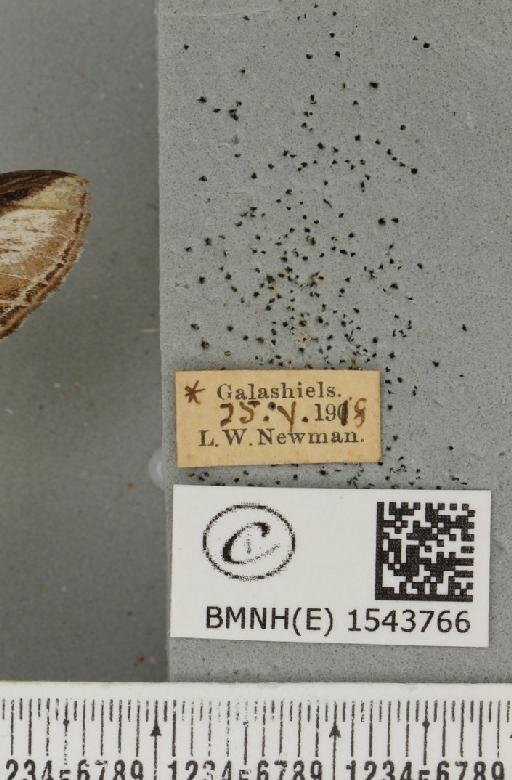 Pheosia tremula (Clerck, 1759) - BMNHE_1543766_label_245845