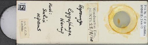 Agromyza lygophaga Hering, 1937 - BMNHE_1504135_59245