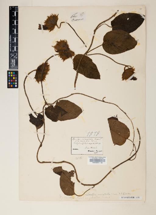 Odonella eriocephala (Moric) Robertson - 000611192