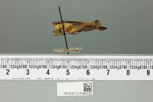 Conocephalus melaenus (de Haan, 1842) - 012496622_reverse