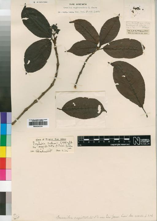 Psychotria megistosticta (Moore) Petit - BM000903354