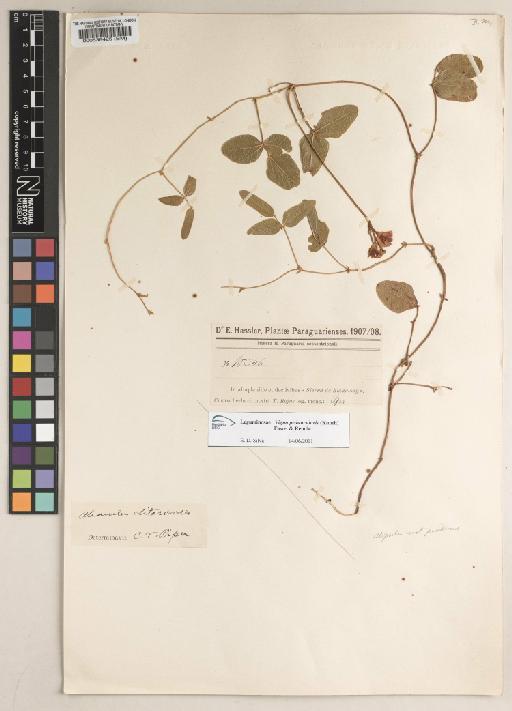 Vigna peduncularis (Kunth) Fawc. & Rendle - BM000538425