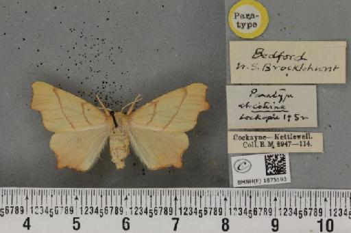 Ennomos erosaria ab. citrina Cockayne, 1952 - BMNHE_1875193_443170