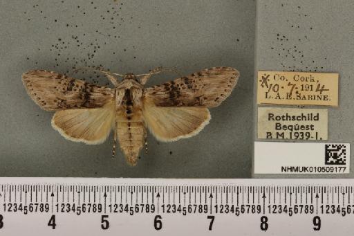 Cucullia absinthii (Linnaeus, 1761) - NHMUK_010509177_566877