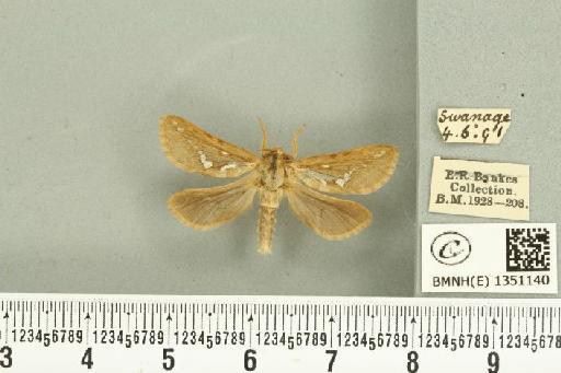 Korscheltellus lupulina ab. dacicus Caradja, 1893 - BMNHE_1351140_186252
