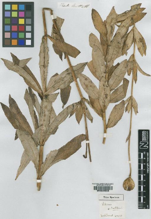 Lilium washingtonianum Kellogg - BM000645295