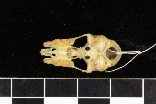 Rhinolophus affinis princeps Andersen, 1905 - 1897_4_18_13-Rhinolophus_affinis_princeps-Holotype-Skull-occlusal