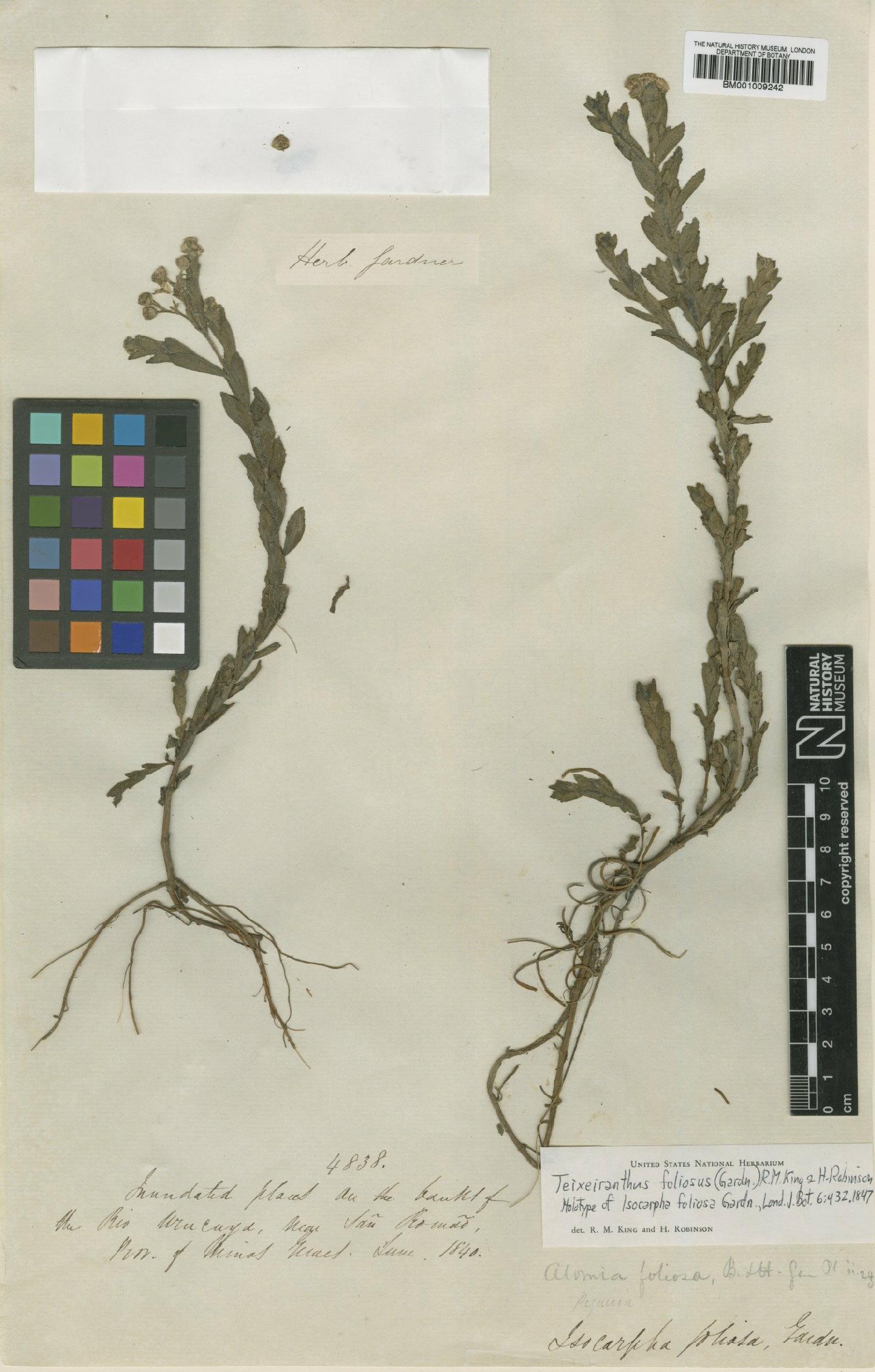 To NHMUK collection (Teixeiranthus foliosus (Gardner) R.M.King & H.Rob.; Holotype; NHMUK:ecatalogue:561214)
