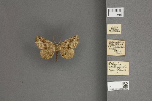 Selenia asteria Druce, 1892 - 014188252_dorsal_labels