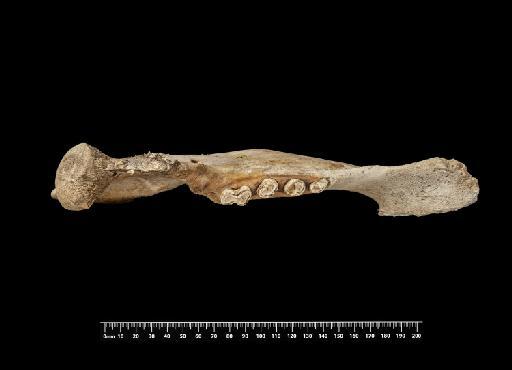 Mylodon darwinii Owen, 1840 - NHMUK PV M 8722d (3)