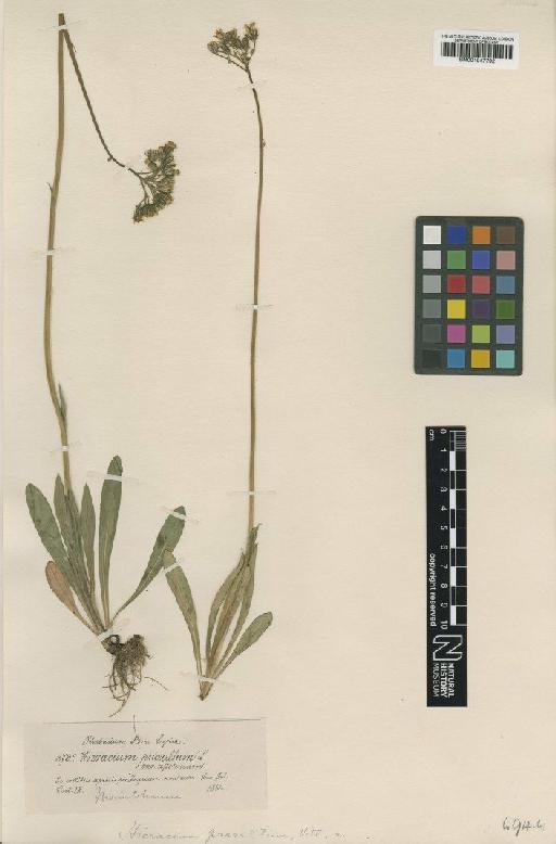 Hieracium pavichii subsp. astolonum (Vuk.) Nägeli & Peter - BM001047792