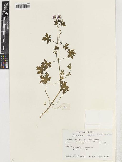 Geranium bequaertii De Wild. - BM001048859