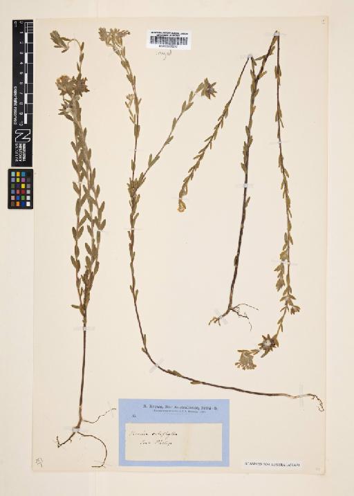 Pimelea octophylla R.Br. - 000895077