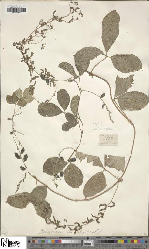 Dioscorea pentaphylla L. - BM001049482