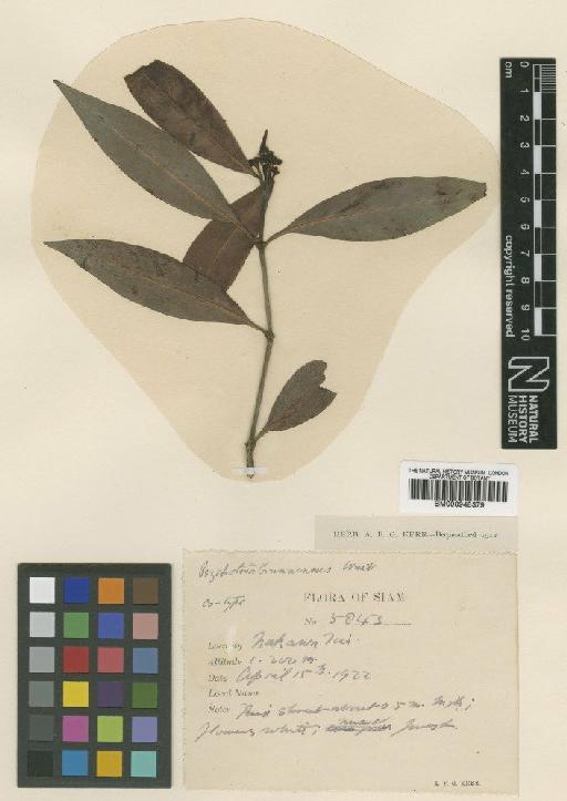 Psychotria brunnescens Craib - BM000945379