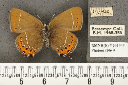 Satyrium pruni (Linnaeus, 1758) - BMNHE_501049_96196