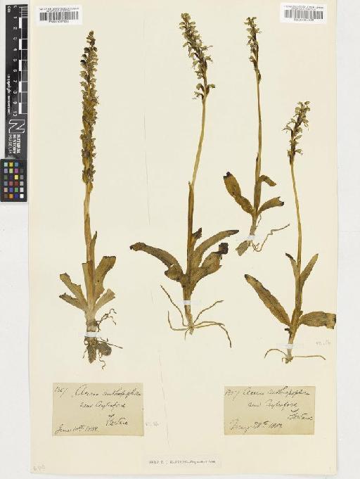 Orchis anthropophora (L.) All. - BM001057236