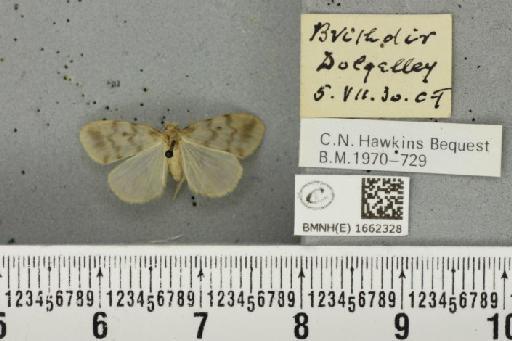 Nudaria mundana (Linnaeus, 1761) - BMNHE_1662328_258011