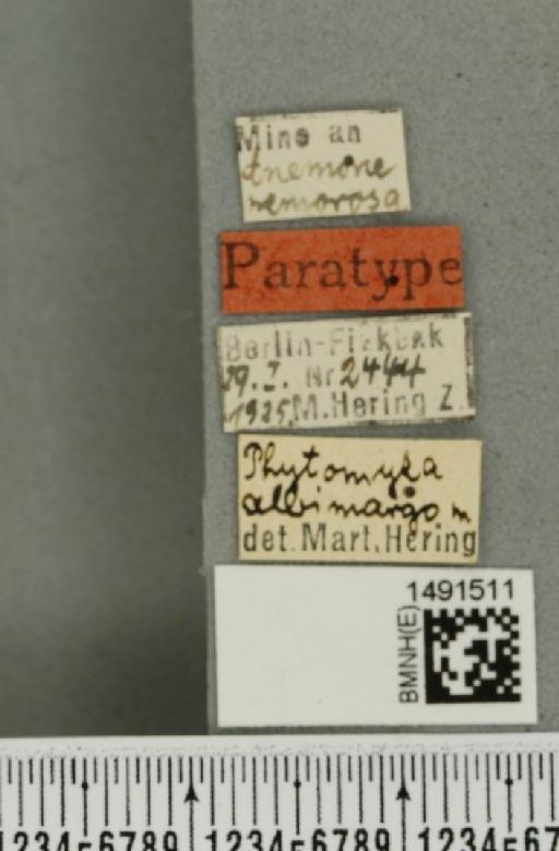 Phytomyza albimargo Hering, 1925 - BMNHE_1491511_label_53149