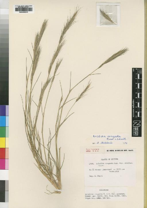 Aristida congesta Roem. & Schult. - BM000922913