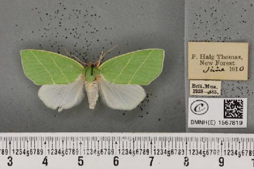 Bena bicolorana (Fuessly, 1775) - BMNHE_1567819_293261