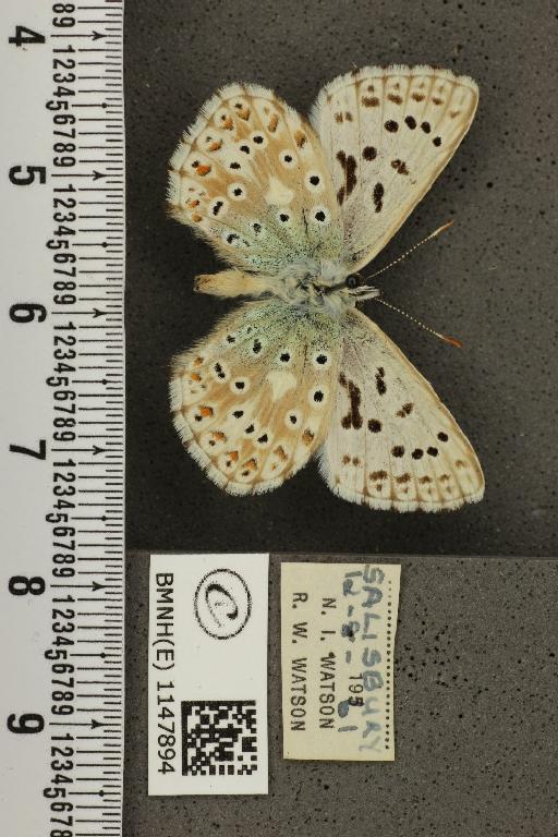 Lysandra coridon ab. parisiensis Gerhard, 1852 - BMNHE_1147894_101345