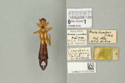 Paracranopygia pallidipennis (de Haan, 1842) - 013323024_72907_89165