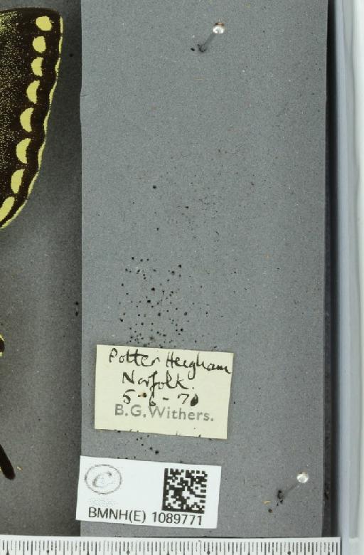Papilio machaon britannicus Seitz, 1907 - BMNHE_1089771_label_69601