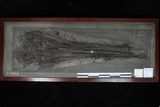 Ichthyosaurus tenuirostris Conybeare, 1822 - 010020956_L010096329