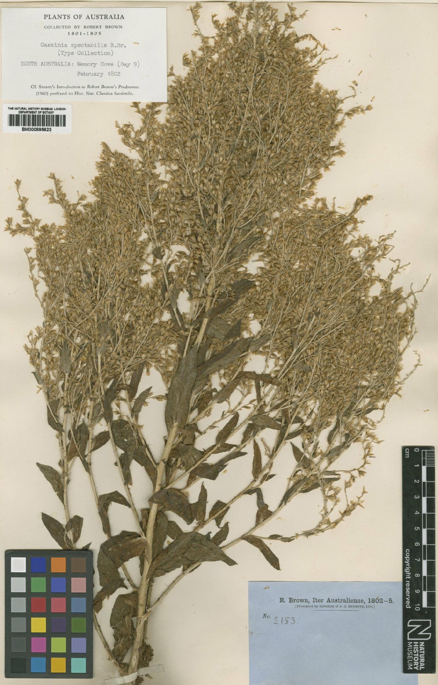 To NHMUK collection (Cassinia spectabilis R.Br.; Type; NHMUK:ecatalogue:500410)