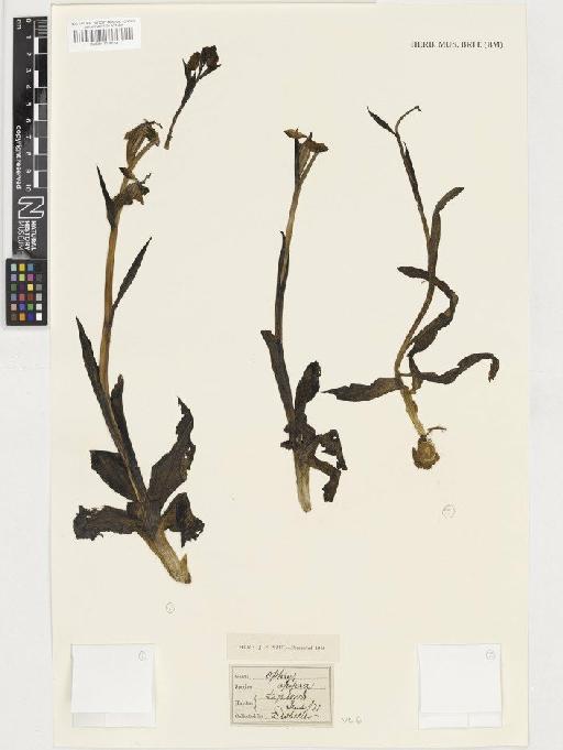 Ophrys apifera Huds. - BM001117039