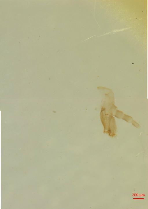 Helota gemmata Gorham, 1874 - 010133188__