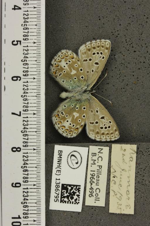 Lysandra bellargus (Rottemburg, 1775) - BMNHE_1386795_171938