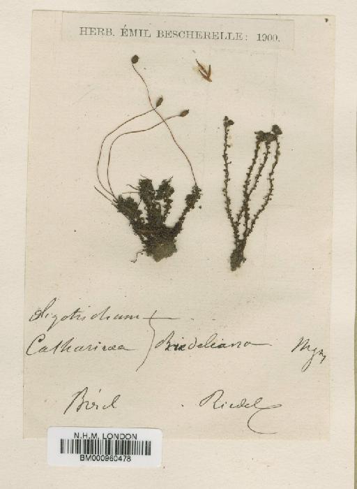 Oligotrichum riedelianum (Mont.) Mitt. - BM000960478