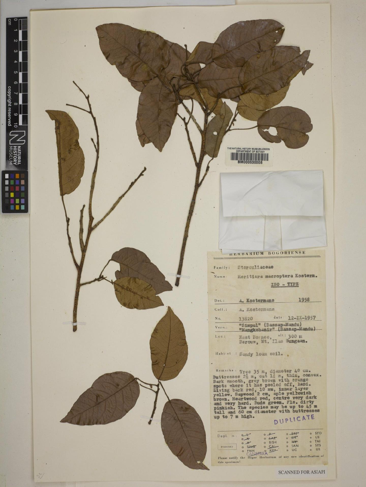 To NHMUK collection (Heritiera macroptera Kosterm.; Isotype; NHMUK:ecatalogue:4986579)