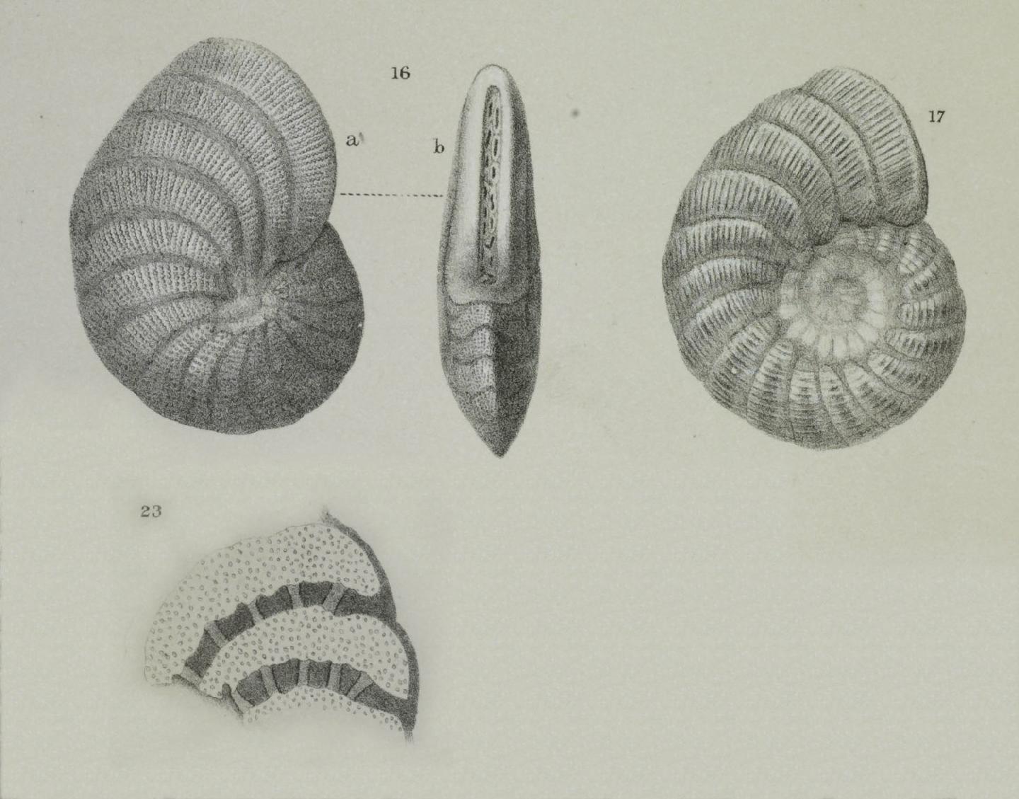 To NHMUK collection (Peneroplis arietinus (Batsch); NHMUK:ecatalogue:3092909)