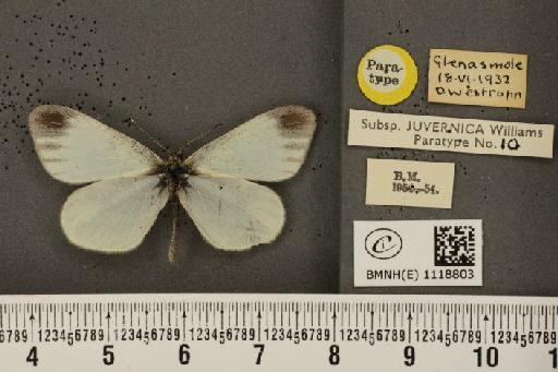 Leptidea sinapis juvernica Williams, 1946 - BMNHE_1118803_74008