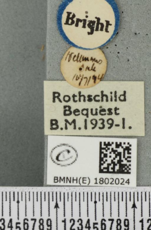Pasiphila rectangulata ab. anthrax Dietze, 1910 - BMNHE_1802024_label_377953