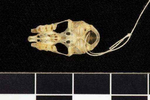 Rhinolophus thomasi - 1890_4_7_9-Rhinolophus_thomasi-Topotype-Skull-occlusal