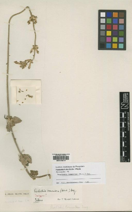 Froelichia tomentosa (Mart.) Moq - BM000796349