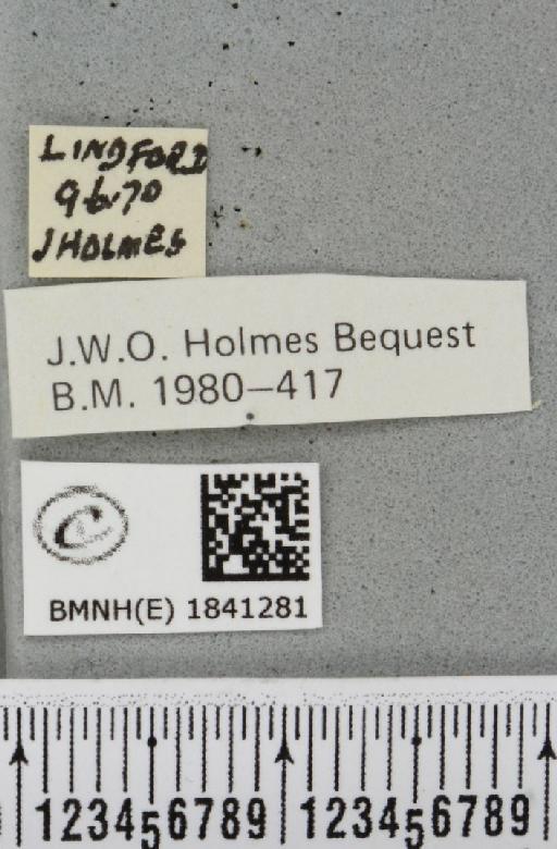 Lomaspilis marginata (Linnaeus, 1758) - BMNHE_1841281_label_419540