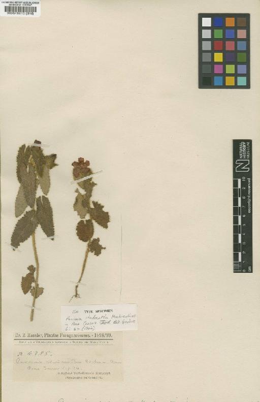 Pavonia rhodantha Hoch - BM000545819