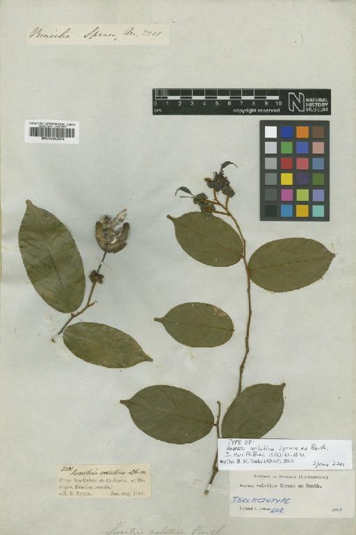 Swartzia velutina Spruce ex Benth. - BM000952044