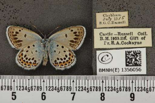 Plebejus argus argus ab. anticoradiata Tutt, 1909 - BMNHE_1356056_153600