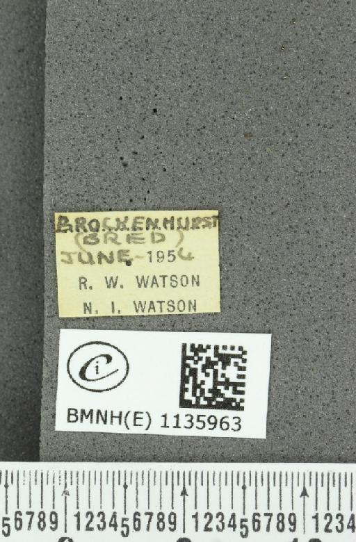 Neozephyrus quercus ab. minor Tutt, 1907 - BMNHE_1135963_label_94057