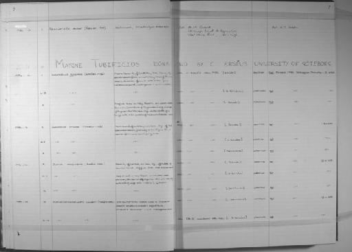 Inanidrilus fijiensis (Erseus, 1983) - Zoology Accessions Register: Annelida (Oligochaeta): 1984 - 1993: page 7