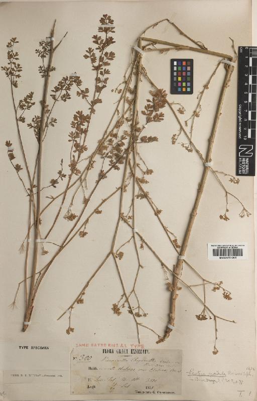 Pimpinella serbica (Vis.) Benth. & Hook.f. ex Drude - BM000751965