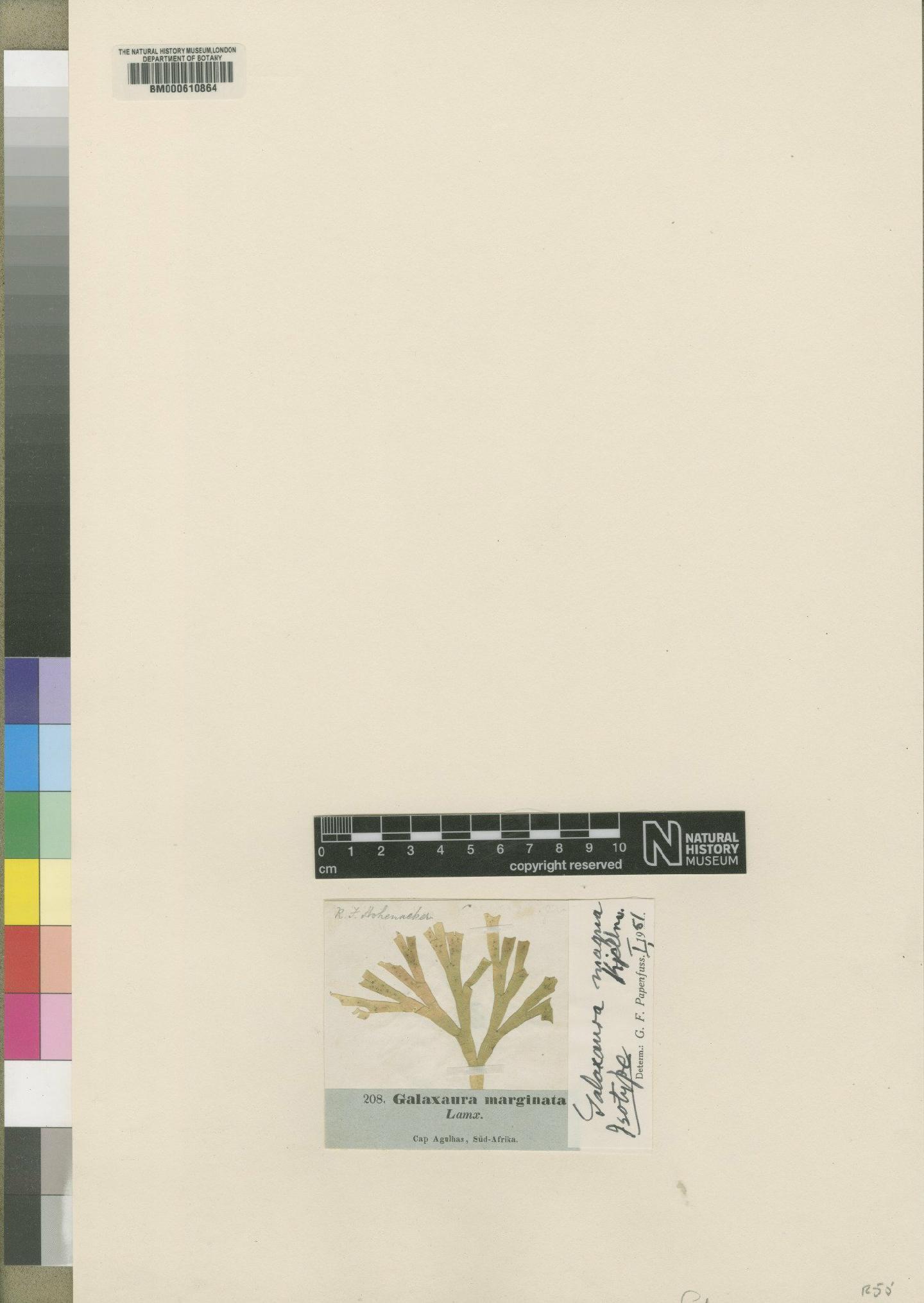 To NHMUK collection (Galaxaura magna Kjellman; Isotype; NHMUK:ecatalogue:4789394)