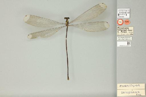Microstigma calcipennis Fraser, 1946 - 013384093_dorsal