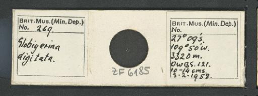 Beella digitata (Brady, 1879) emend. Banner and Blow, 1959 - ZF6185.jpg